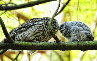 two white-and-brown owls on tree branch